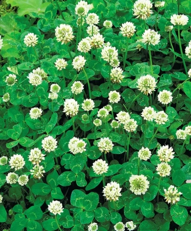 клевер белый для газона 900 г - товары для фермеров Сила Суздаля