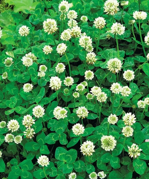 клевер белый для газона 900 г - товары для фермеров Сила Суздаля