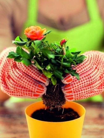 грунт для розы - товары для фермеров Сила Суздаля