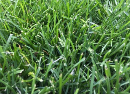 мятлик луговой 300 гр - товары для фермеров Сила Суздаля