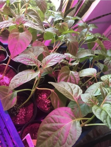 торфогрунт нейтральный 100 л - товары для фермеров Сила Суздаля