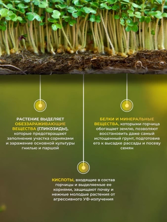 горчица семена 2 кг