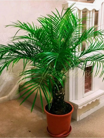 грунт для пальм и фикусов, сбалансированный питательный субстрат - товары для фермеров Сила Суздаля