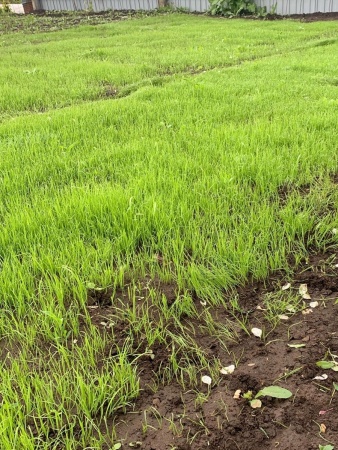 овсяница луговая, семена газона, многолетние, 1 кг - товары для фермеров Сила Суздаля