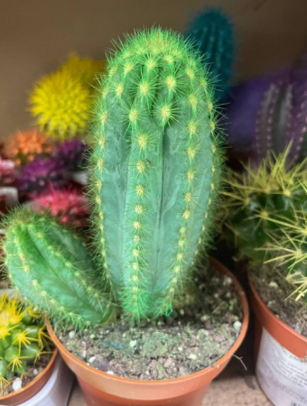 Грунт для кактусов и суккулентов 5 литров