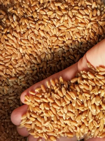 зёрна пшеницы для проращивания 3 кг - товары для фермеров Сила Суздаля