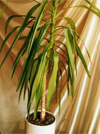 грунт для пальм и фикусов, сбалансированный питательный субстрат - товары для фермеров Сила Суздаля