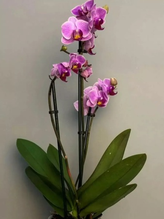 грунт для орхидей новый, 3в1, 2л - товары для фермеров Сила Суздаля