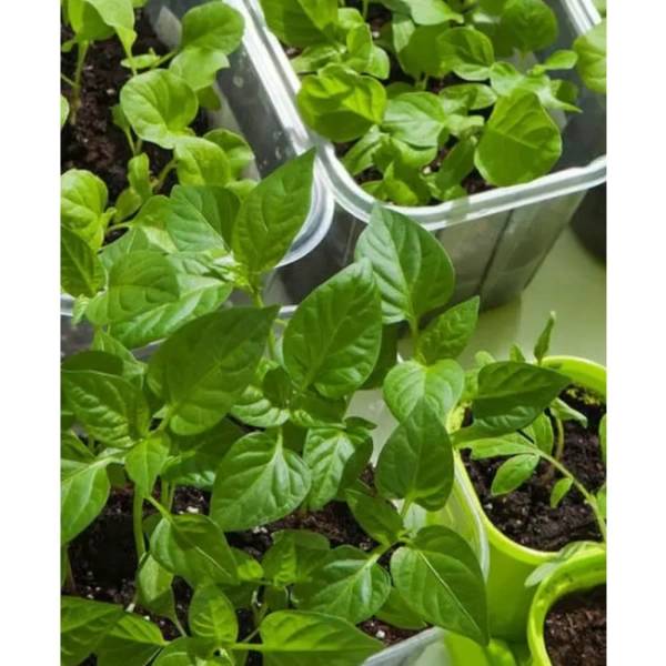 грунт для рассады 5 литров - товары для фермеров Сила Суздаля