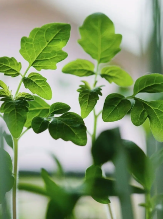 грунт для рассады универсальный 20 литров - товары для фермеров Сила Суздаля