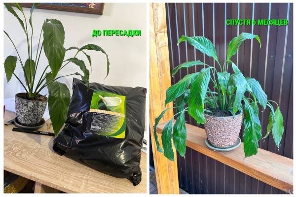 грунт для антуриума, спатифиллума и замиокулькаса - товары для фермеров Сила Суздаля