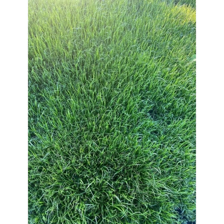 семена газонных трав  premium 1 кг - товары для фермеров Сила Суздаля