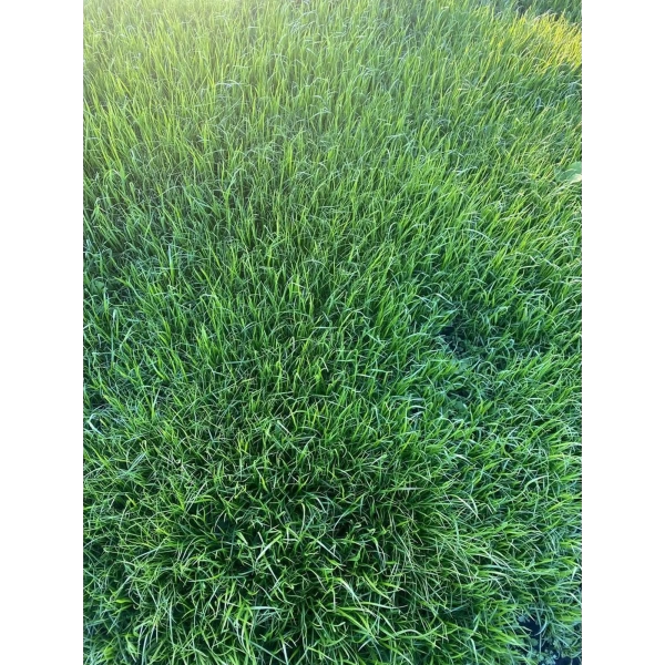 семена газонных трав  premium 1 кг - товары для фермеров Сила Суздаля