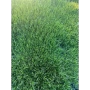 семена газонных трав  premium 1 кг - товары для фермеров Сила Суздаля