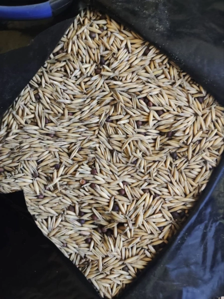 смесь сидератов вика овес 1 кг