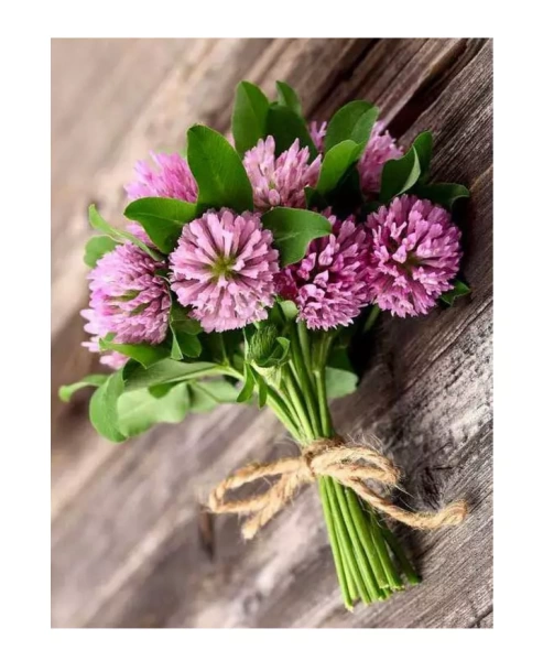 семена клевер красный 1 кг - товары для фермеров Сила Суздаля