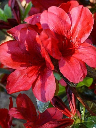 грунт для азалии, рододендрона, гартензии - товары для фермеров Сила Суздаля