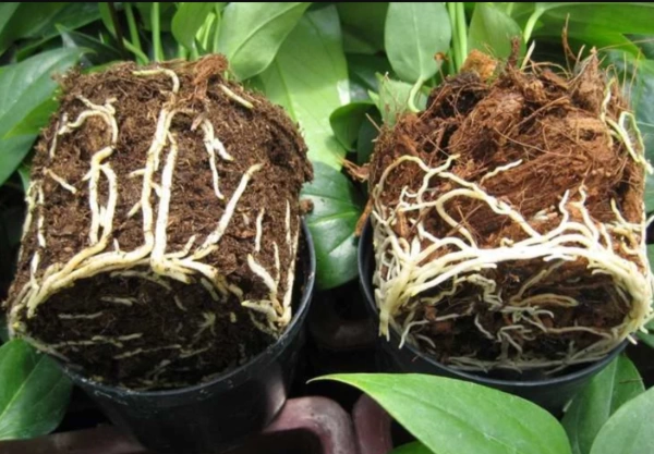 грунт для антуриума, спатифиллума и замиокулькаса - товары для фермеров Сила Суздаля