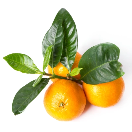 грунт для цитруса 20 - товары для фермеров Сила Суздаля