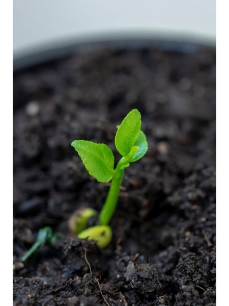 грунт для цитрусовых 5 - товары для фермеров Сила Суздаля